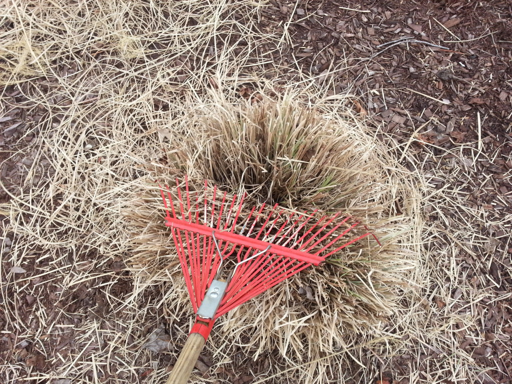 Rake loose debris from the center of the plant.